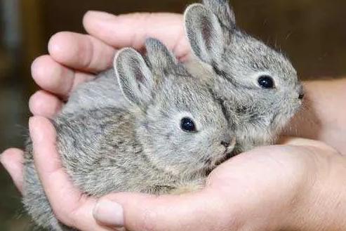 侏儒兔能长多大?世界上最小的兔子长啥样(最小的兔子)